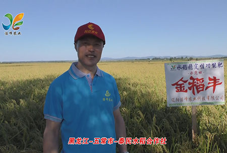黑龍江-五常市-泰民水稻郃作社-用戶迴(hui)訪視頻